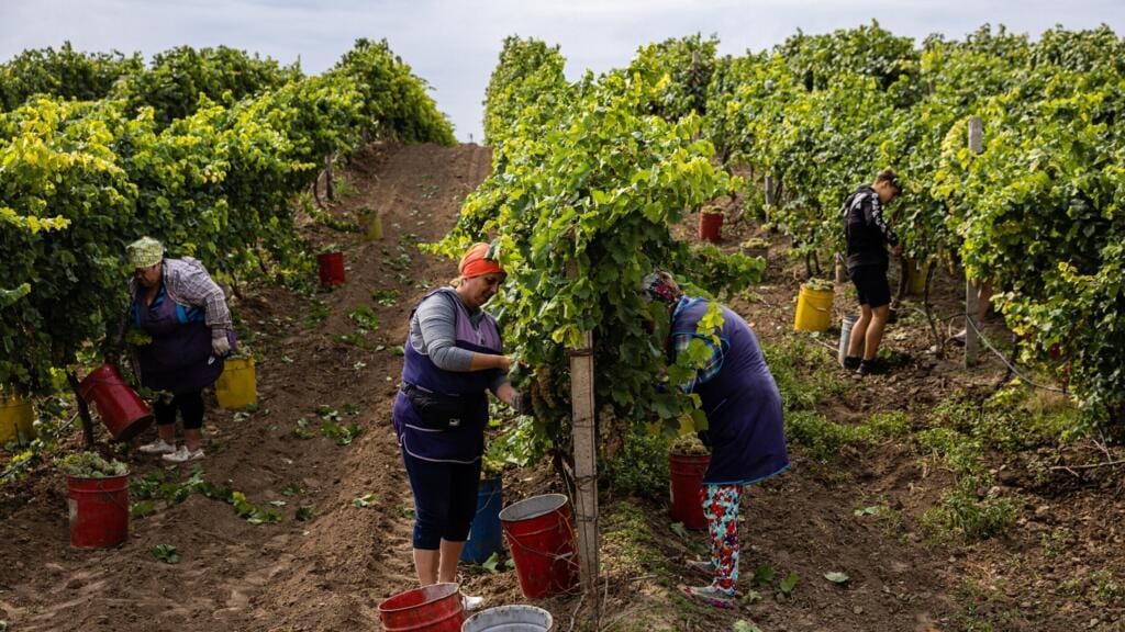 Southern Ukraine’s Vineyards Keep Producing Wine Despite Ongoing Conflict