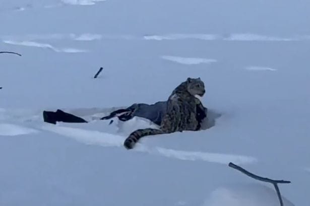 **Headline:** Tourist Attacked by Snow Leopard in Xinjiang, China