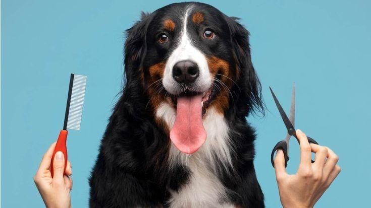 **Headline:** The Importance of Timely Grooming for Maintaining Dogs’ Health