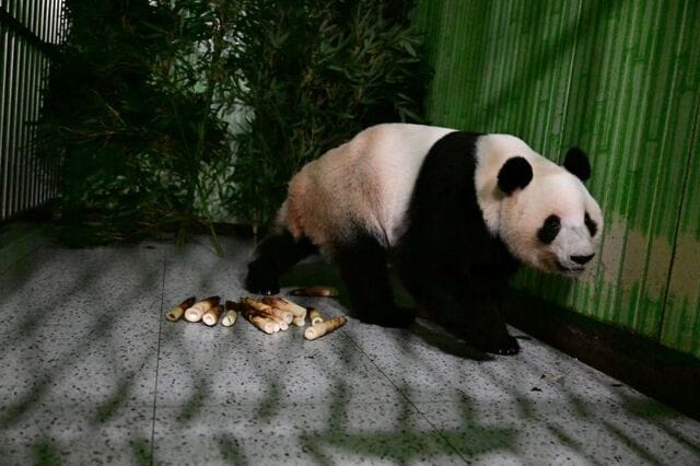 **Headline:** Japan-born pandas Xiao Xiao and Lei Lei return to China’s Sichuan province