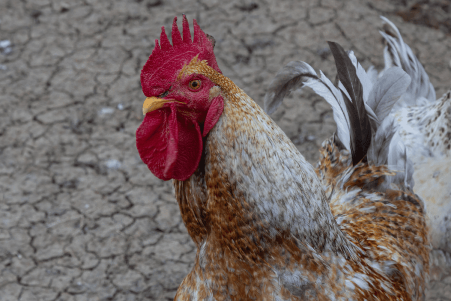 **Headline:** Third Person Sentenced in Amarillo Cockfighting and Gambling Investigation