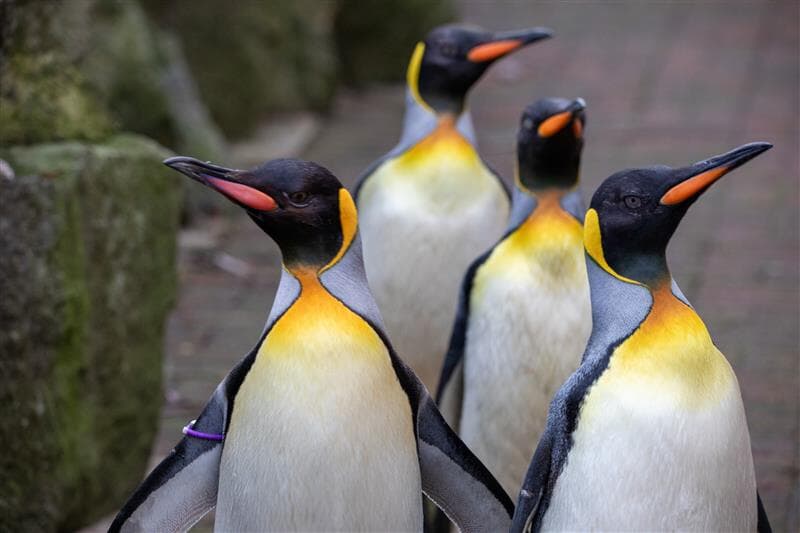 **Headline:** Three Female King Penguins Arrive at Edinburgh Zoo