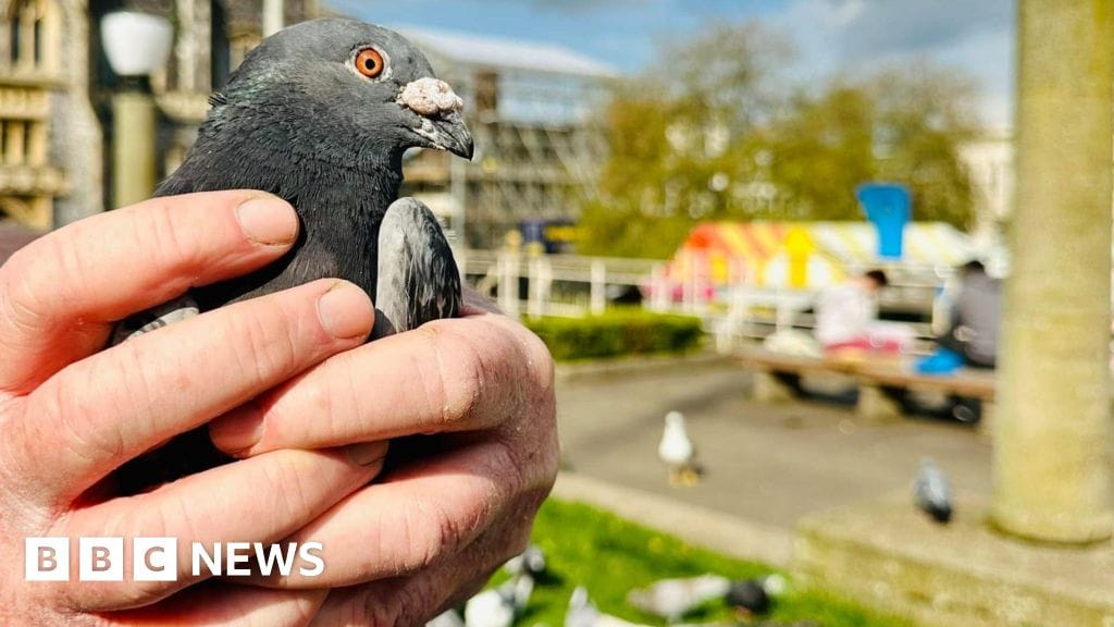 **Headline:** The Controversy Surrounding Urban Pigeons and Deterrent Methods