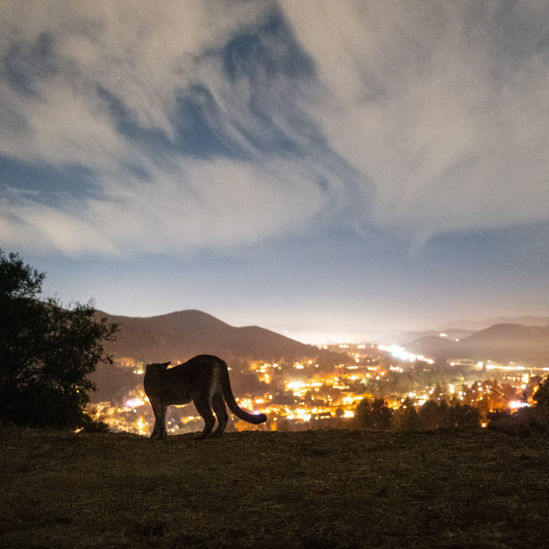 **Headline:** California Develops Wildlife Crossing to Protect Mountain Lions Near Los Angeles