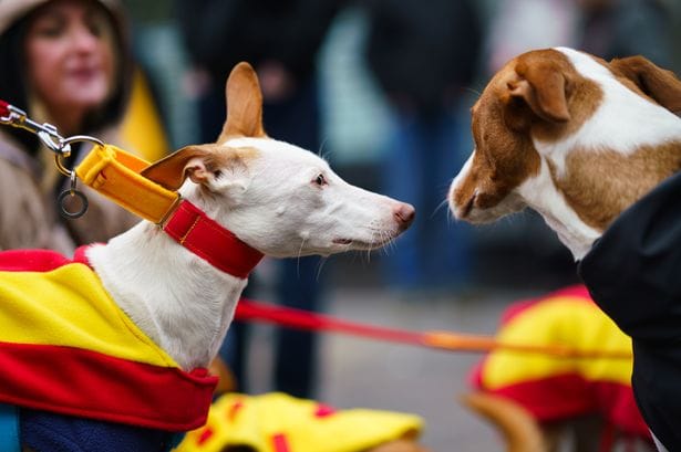 **Headline:** Glasgow Protest Highlights Concerns Over Treatment of Hunting Dogs in Spain