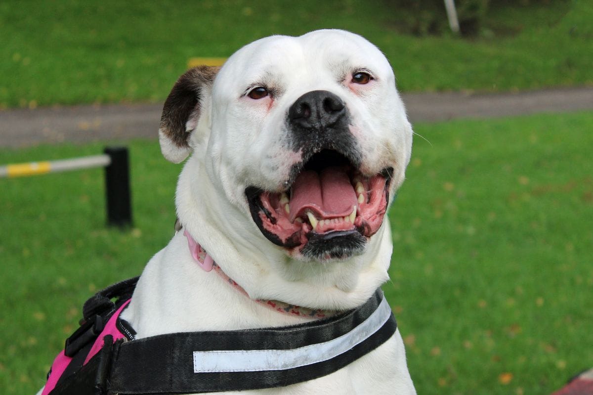 **Headline:** Senior Dog Angel Spent Nearly Four Years in Kennel Amid Breed Confusion