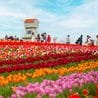**Tulip Garden Opens in the Midlands Featuring Dutch Street Food and Live Entertainment**