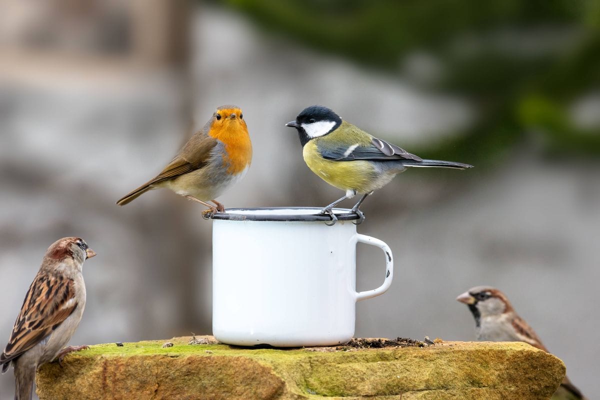 **Headline:** Monty Don Recommends Daily Feeding to Encourage Birds in February