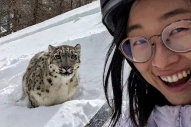 **Headline:** Tourist Captures Photo of Snow Leopard Moments Before Attack in Xinjiang