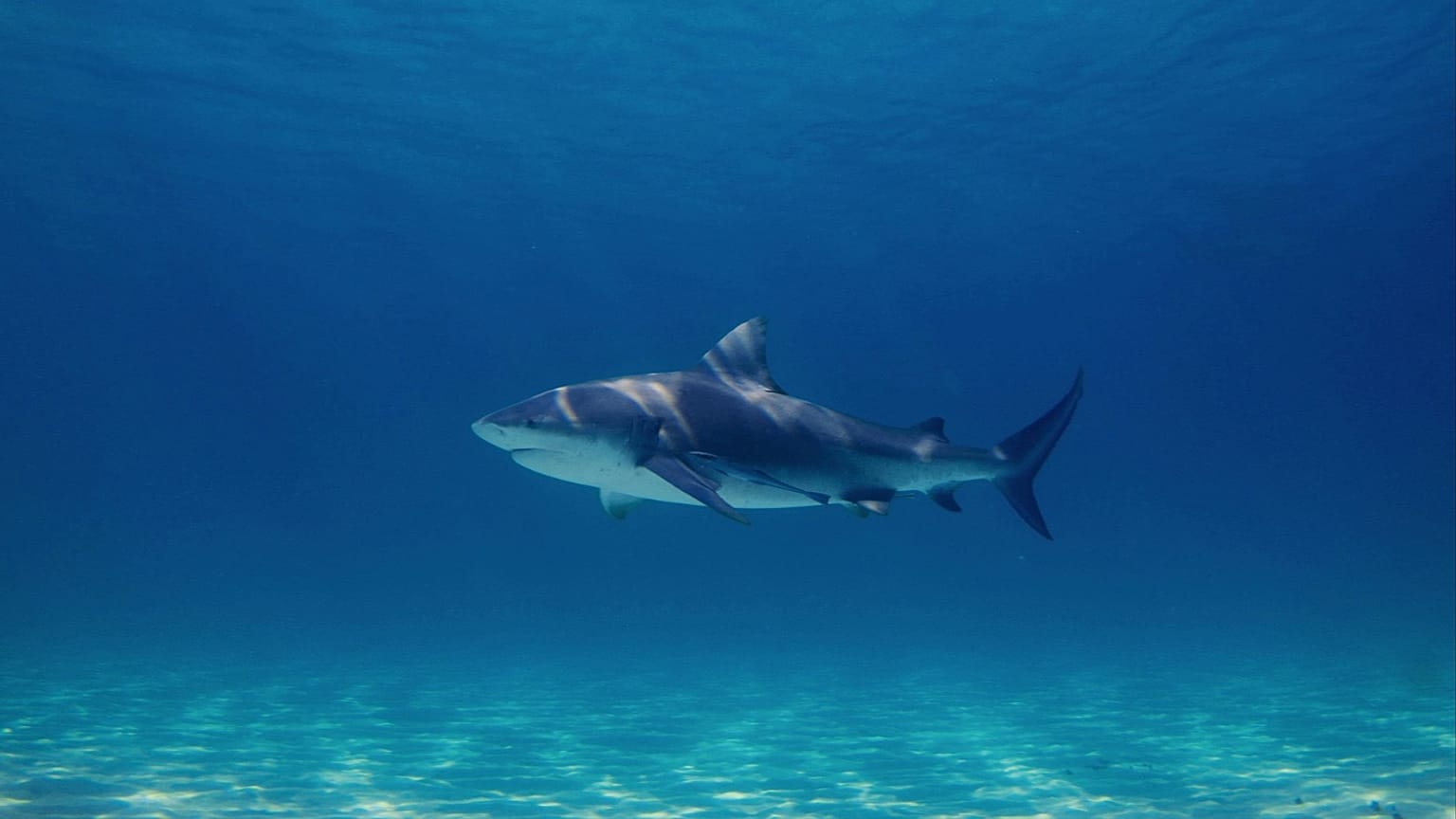 **Headline:** Recent Increase in Shark Attacks May Be Linked to Climate Change, Experts Say
