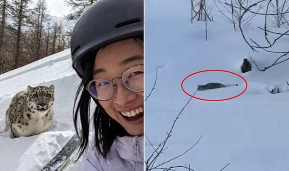 **Headline:** Tourist Injured by Snow Leopard After Taking Selfie in China