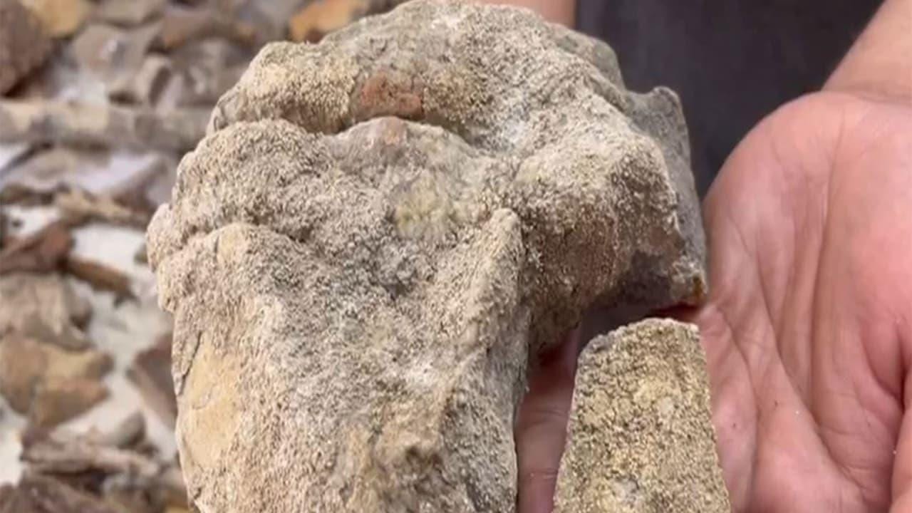 **Headline:** Researchers Identify 148 Lichen Species in Similipal National Park, Including One New to India