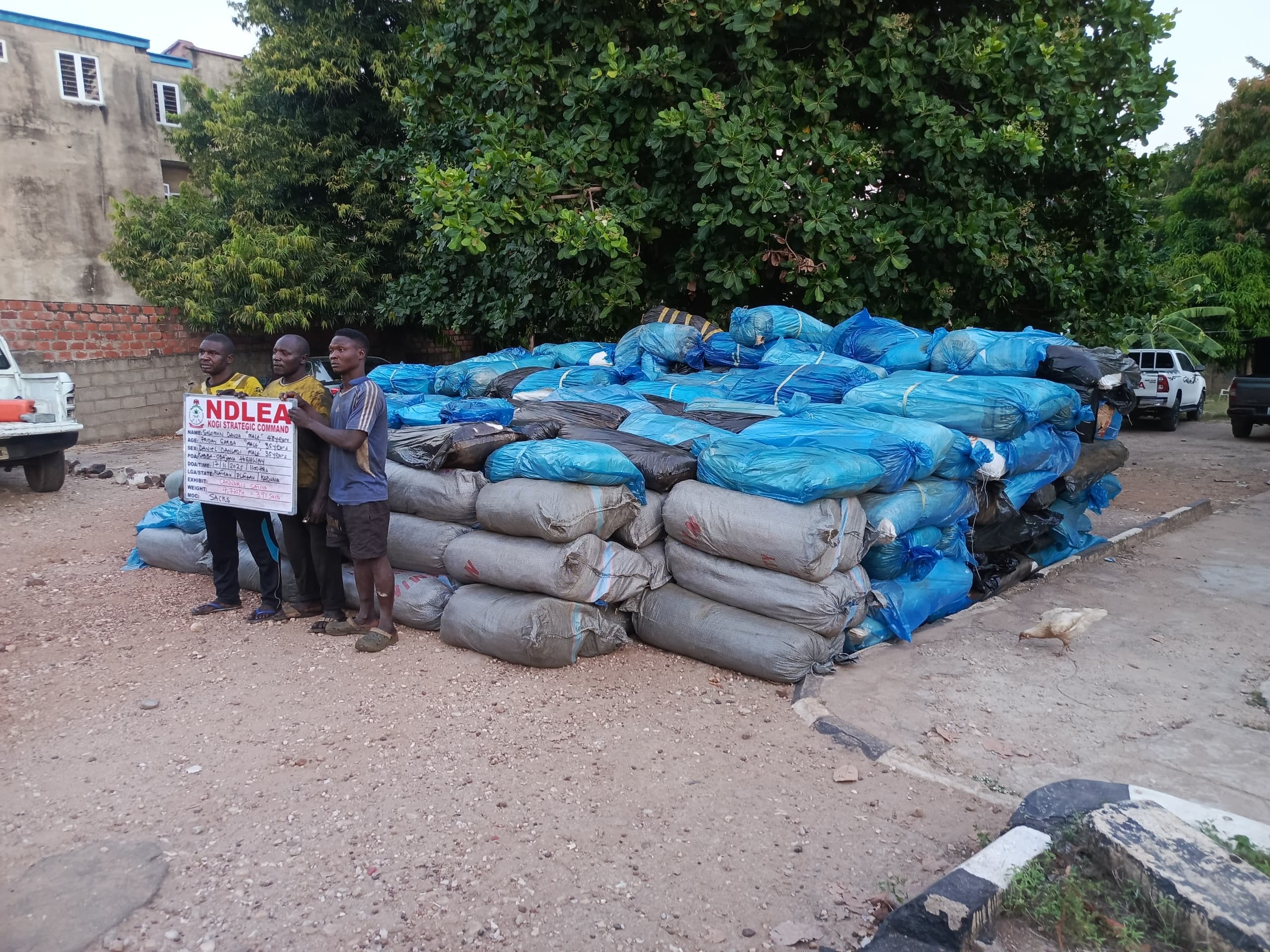 **Headline:** NDLEA Confiscates More Than 7,700kg of Illegal Drugs, Arrests 339 in Kogi State