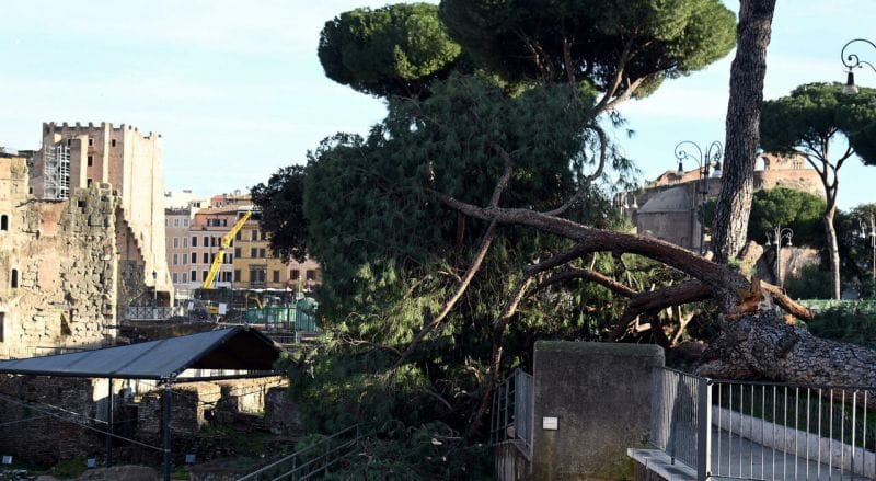**Headline:** Falling Pine Trees in Rome Raise Safety Concerns After Multiple Incidents