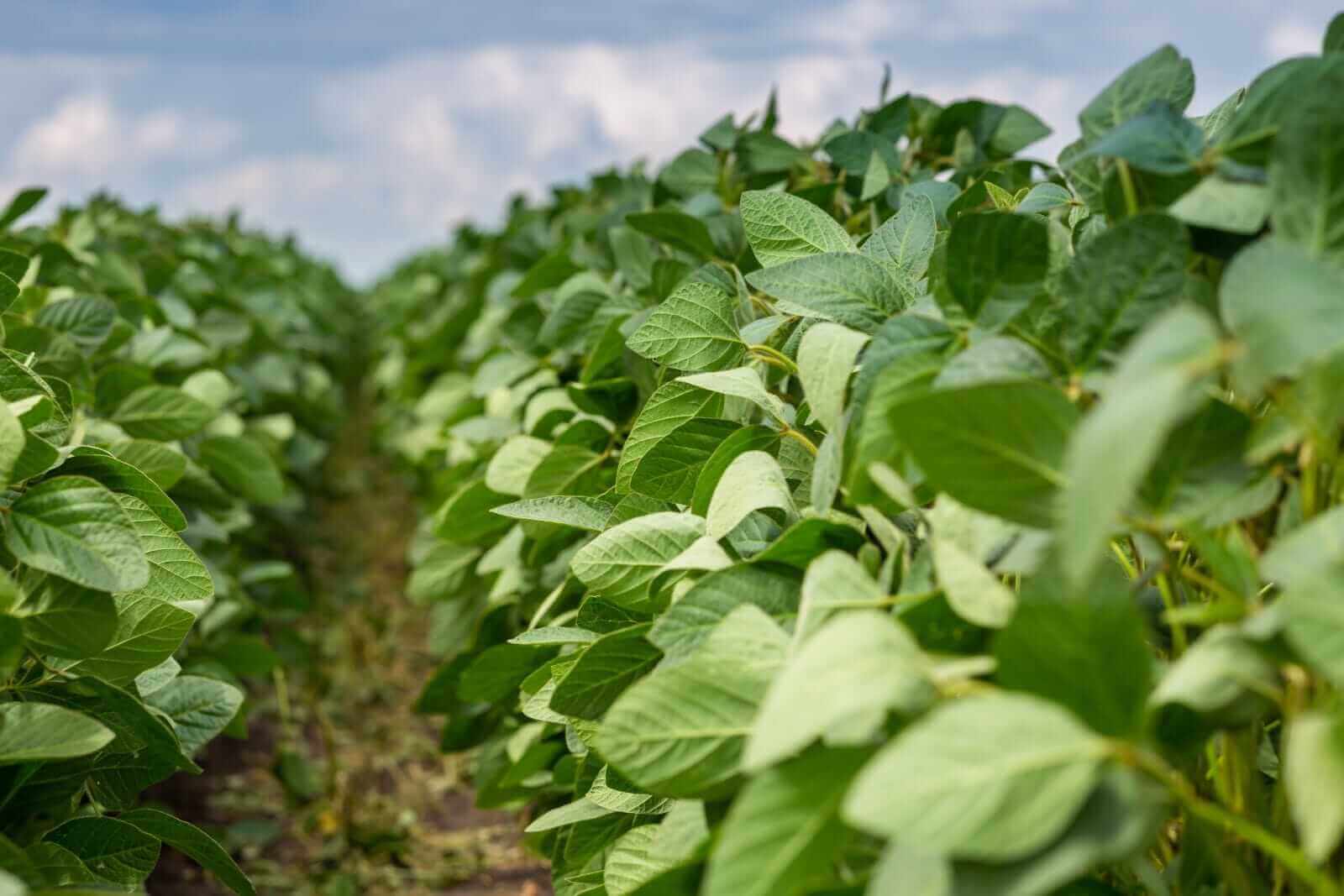 **Headline:** Soybean Prices Rise Again on Thursday, Boosting Cash and Futures Markets
