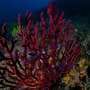 **Headline:** Rising Spring Temperatures Accelerate Reproduction in Mediterranean Gorgonian
